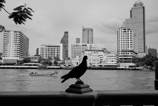 Francisco Guerrero Photography Bangkok